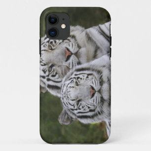 Coque iPhone 11 Phase blanche, Tigre du Bengale, Tigre du Tigre, T