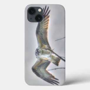 iPhone 13 Coque Photo de la faune de l'Osprey juvénile - Aigle