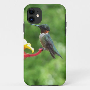 Coque iPhone 11 Photographie d'oiseau Colibri à gorge rubis