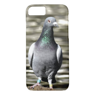 Coque Case-Mate Pour iPhone Pigeon