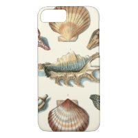 Plage de Shell soignée