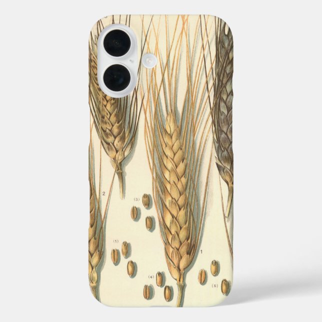 Coques Case-Mate iPhone Plante de blé résistant à la sécheresse, Agricultu (Verso)