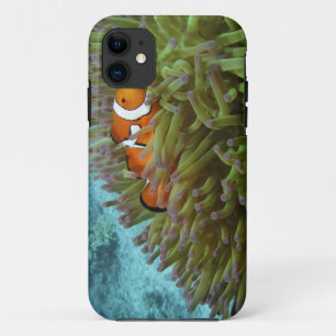 Coque Case-Mate Pour iPhone Poisson-clown occidental ( Amphiprion ocellaris )