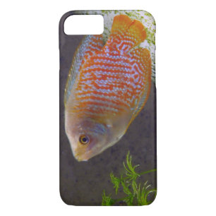 Coque iPhone 8/7 Poisson Gourami nain