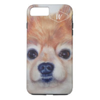 POMERANIEN DOUX OR