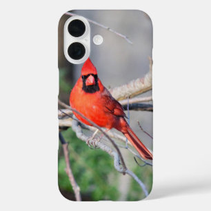 Coque Pour iPhone 16 Portrait cardinal rouge