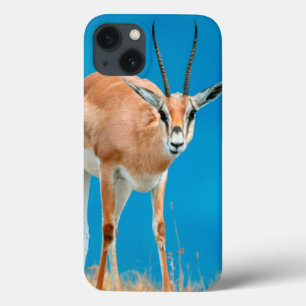 Etui iPhone 13 Portrait de brebis de la gazelle de Grant (Gazella