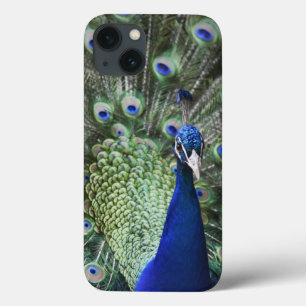 Etui iPhone 13 Portrait de paon avec des plumes