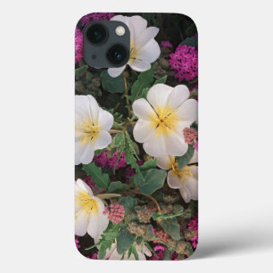Coques Pour iPhone Primevère du désert du soir et Verveine des sables