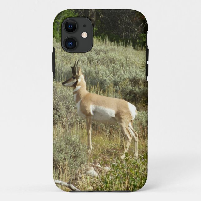 Coques Case-Mate iPhone Pronghorn au Parc national de Grand Teton (Dos)