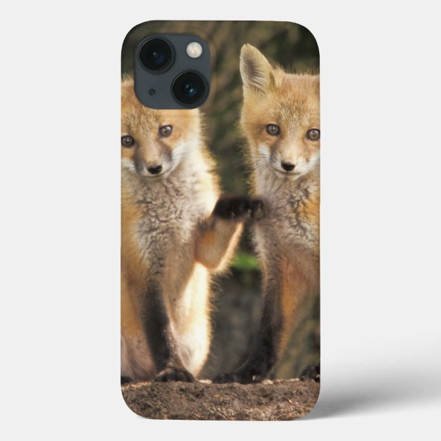 Coques Case-Mate iPhone Pup Red Fox devant den Vulpes vulpes) (Verso)