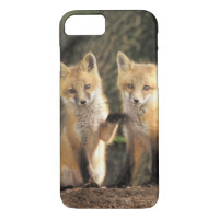 Pup Red Fox devant den Vulpes vulpes)