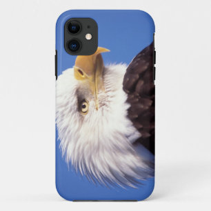 Coque iPhone 11 pygargue à tête blanche, Haliaeetus leucocephalus,