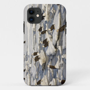 Coque Case-Mate Pour iPhone Pygargue à tête blanche, Haliaeetus leucocephalus,
