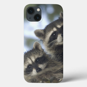 iPhone 13 Case Raton laveur Procyon Lotor) de Fish Lake, centre