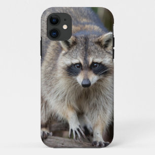 Case-Mate iPhone Case Raton laveur, Procyon lotor, Floride, États-Unis 2