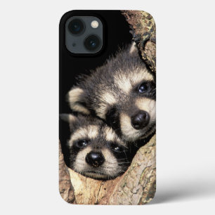 iPhone 13 Coque Raton laveurs bébé dans une cavité d'arbre Procyon