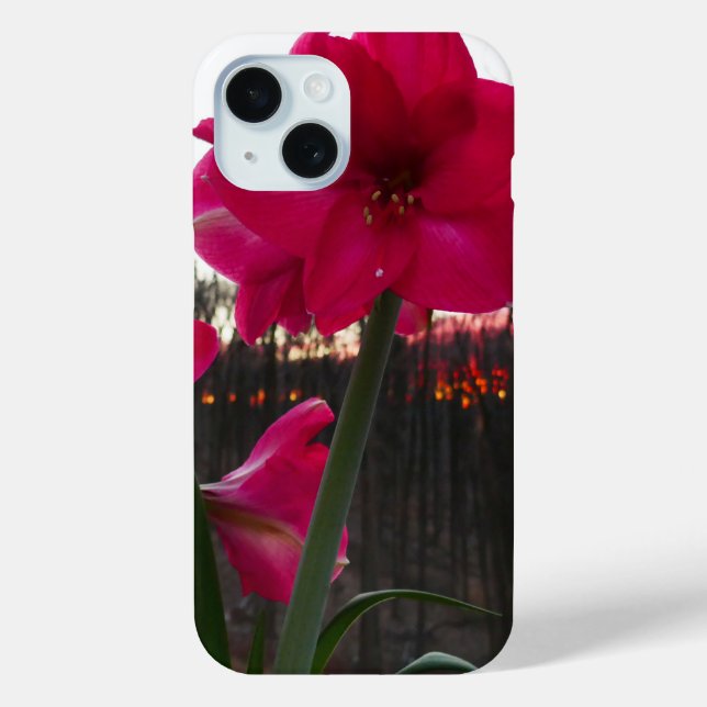 Coques Case-Mate iPhone Red Amaryllis et le lever du soleil d'hiver (Verso)