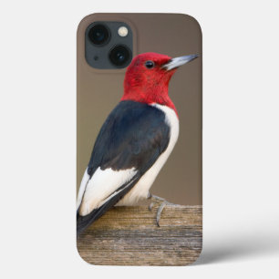 iPhone 13 Coque Red-headed Woodpecker on fence
