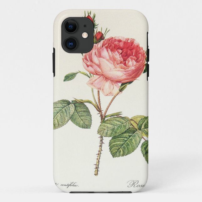 Coques Case-Mate iPhone Redoute Rosa Centifolia (clair) (Dos)