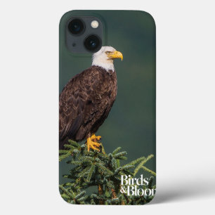 Etui iPhone Case-Mate Regal Bald Eagle
