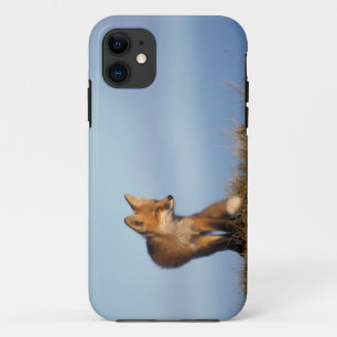 Coques Pour iPhone renard rouge, Vulpes vulpes