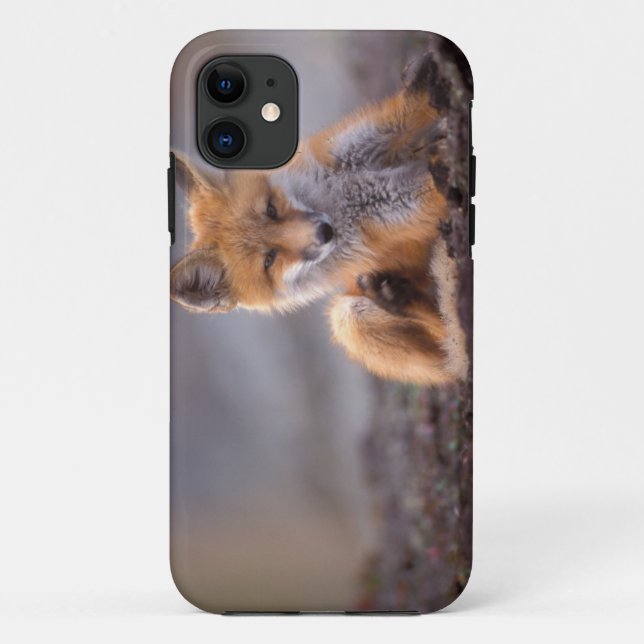 Coques Case-Mate iPhone renard rouge, Vulpes vulpes, chiot se grattant, (Dos)