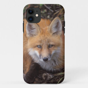 Coque Case-Mate Pour iPhone renard rouge, Vulpes vulpes, en couleurs automnale