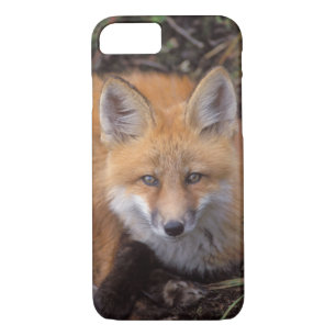 Coque Case-Mate Pour iPhone renard rouge, Vulpes vulpes, en couleurs automnale