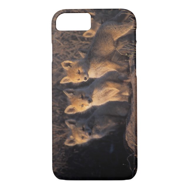 Coques Case-Mate iPhone renard rouge, Vulpes vulpes, kits (Dos)