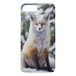 Etui iPhone Case-Mate Renard roux assis sur un banc de neige, Vulpes, Mt