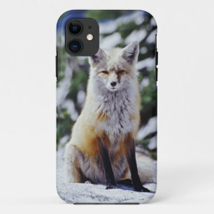 Etui iPhone Case-Mate Renard roux assis sur un banc de neige, Vulpes, Mt
