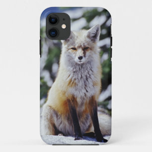 Case-Mate iPhone Case Renard roux assis sur un banc de neige, Vulpes, Mt