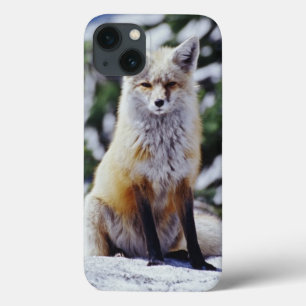 Etui iPhone 13 Renard roux assis sur un banc de neige, Vulpes, Mt