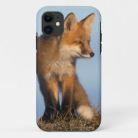 renard roux, Vulpes vulpes