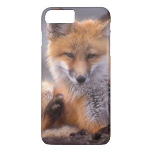 Coques Pour iPhone renard roux, Vulpes vulpes, petit se grattant,