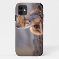 renard roux, Vulpes vulpes, petit se grattant,