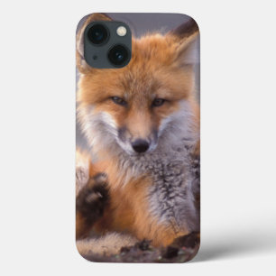 iPhone 13 Coque renard roux, Vulpes vulpes, petit se grattant,