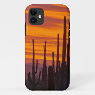 Coque iPhone 11 Saguaro, coucher du soleil, Parc national du Sagua