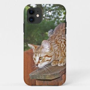 Coque iPhone 11 Savannah Cat iPhone 5 Custom Coque-Mate ID