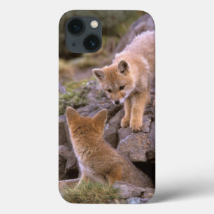 Etui iPhone 13 South American Gray Fox (Lycalopex griseus) pair