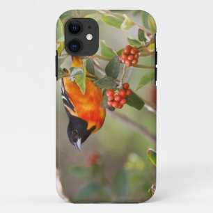 Etui iPhone Case-Mate South Padre Island, Texas, États-Unis, Oriole de B