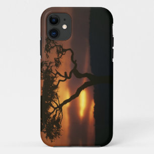 Coque iPhone 11 Spiel Reserve Afrikas, Kenia, Masai-Mara, stellair