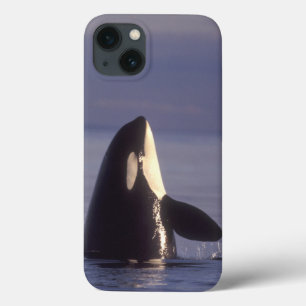 iPhone 13 Case Spyhopping Orca Killer Whale (Orca orcinus) near