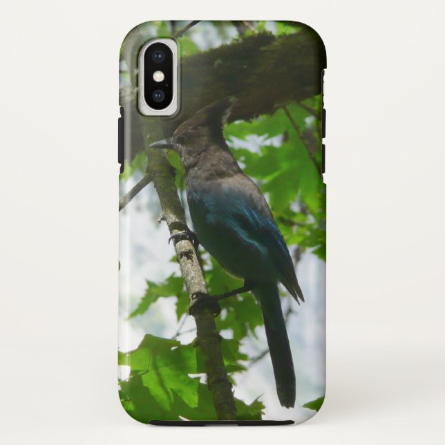 Coques Case-Mate iPhone Steller's Jay dans le parc national de Yosemite (Dos)