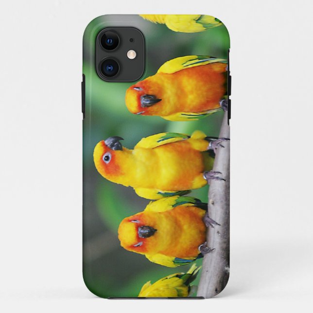Coques Case-Mate iPhone Sun Conures (Dos)