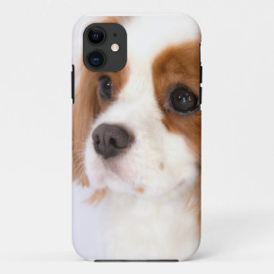 Coque Case-Mate Pour iPhone Sweet Cavalier King Charles Spaniel iphone 5g Coqu