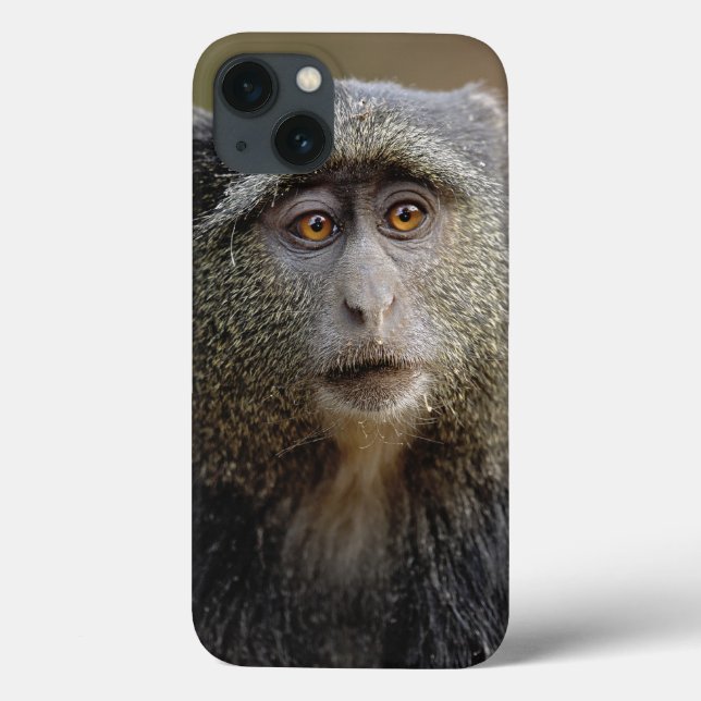Coques Case-Mate iPhone Sykes ou singe bleu, mitis de Cercopithecus, (Verso)