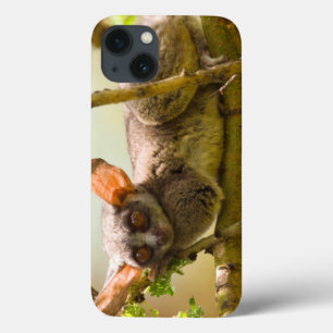 iPhone 13 Coque The Senegal Bushbaby (Galago Senegalensis)