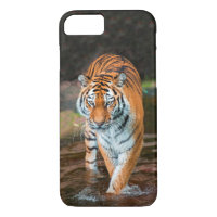 Tigre dans la rivière
